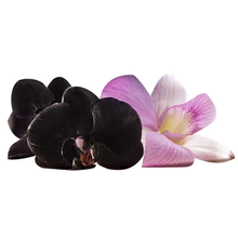 Load image into Gallery viewer, Avon Rare Flowers Night Orchid Eau de Parfum Sample - 0.6ml