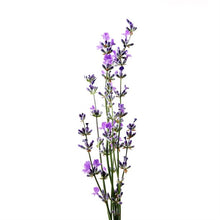 Load image into Gallery viewer, Avon Overnight Foot Treatment Cream with Lavender - 150ml
